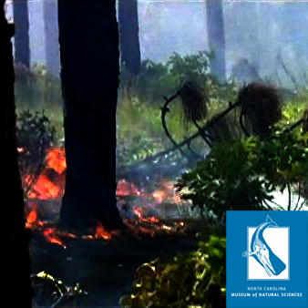 Fire in the Land of the Longleaf Pine Fire in the Land of the Longleaf Pine